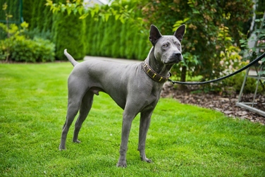 Коричневий шкіряний нашийник із декором, розмір XL
