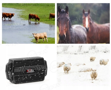 GPS-нашийник-трекер TK935 для тварин (собак і котів) з функцією SOS та мобільним додатком