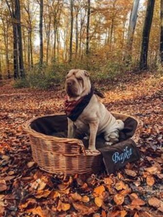 Плетений кошик-будка для собак з натуральної лози 100 см без подушки e-wicker24