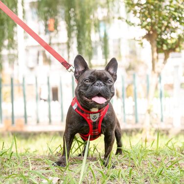 EXPAWLORER Нашийник та поводок для собак – набір для середніх собак – класичний вільний нашийник, не тягне, регульований, надійний для прогулянок на вулиці (XS (Окружність шиї: 20-30см, Окружність грудей: 33-36.8см), Червоний)