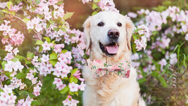 Нашийник для собак Lionet Paws з метеликом, регульований, знімний, для цуценят, маленьких, середніх та великих собак та котів, подарунок, 40-60 см, рожевий, квітка