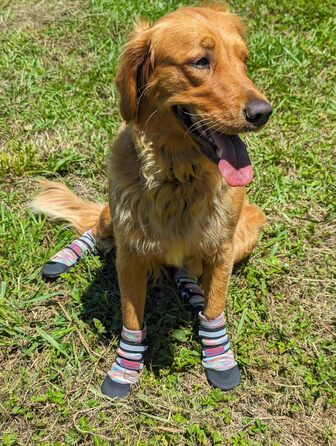 Чоботи для будь-якої погоди, Неопрен, захист лап, з відбиваючими ременями, 5 розмірів (багатобарвні, розмір M) Multicolor Medium