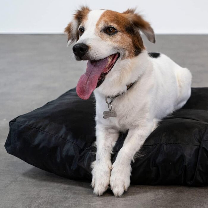 Крісло-лежанка для собак Bananair - м'яке та зручне, водонепроникний матеріал, легко миється - XXL лежанка/корзина для собак, різні розміри/кольори (90 x 65 x 10 см, чорний)