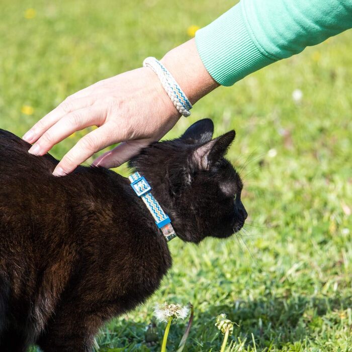 Pettsie нашийник для котів із безпечним замком і браслетом дружби, міцна бавовна, регульований 12,7-20,3 см, синій, D-кільце для аксесуарів