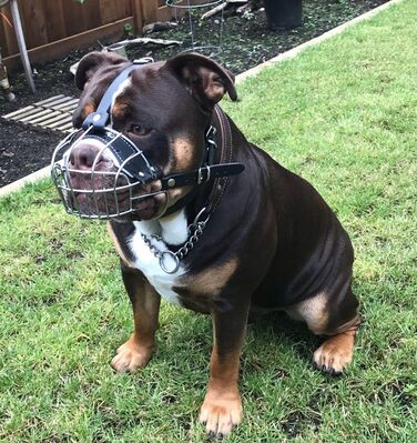Корзина для собак American Bully, чорна шкіра/чорний дріт, BA
