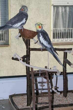 Vogelgaleria® Розкішний ігровий майданчик для птахів з натурального дерева, знімна годівниця, іграшка для хвилястих і корел