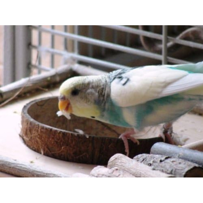 Сидіння для птахів Vogelgaleria з кокосовою мискою, знімна годівниця, іграшка та кормове сидіння для папуг і канарок