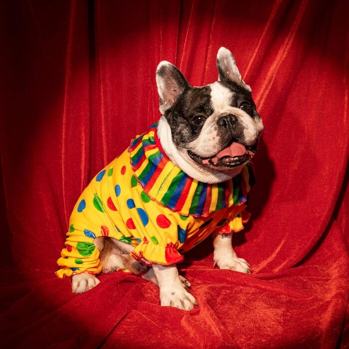 Костюм клоуна для собак Fitwarm на Хелловін, жовтого кольору, розмір M, для маленьких собак