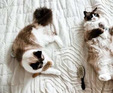 Щітка для котів LucyBalu® для короткої та довгої шерсті | Щітка для вичісування шерсті котів | Щітка для підшерстка котів | Гребінець для котів для догляду за шерстю | Щітка для шерсті тварин | Щітка для котів з щетиною та дерев'яною ручкою білого кольору