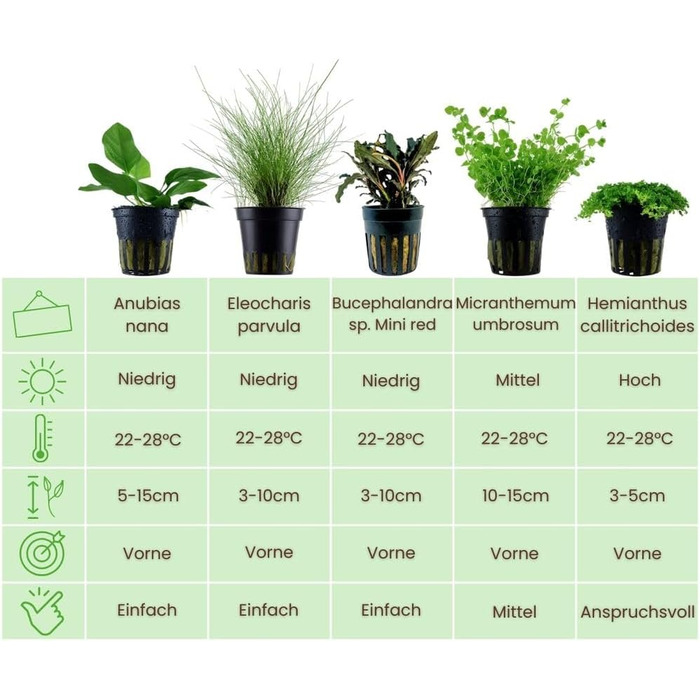 Набір із 5 акваріумних рослин для переднього плану: Alternanthera, Lilaeopsis, Helanthium, Micranthemum від AquaOne