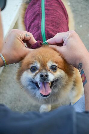 Жилет Gooby Zip Up з флісу для маленьких собак, колір фуксія, великий розмір (обхват грудей ~40 см)