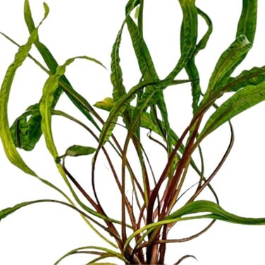 Акваріумна рослина Echinodorus 'Red Diamond' 3 шт. – фонова водна рослина для акваріума, розеткова, з розвиненою кореневою системою, для акваскейпінгу та декору (Cryptocoryne balansae)