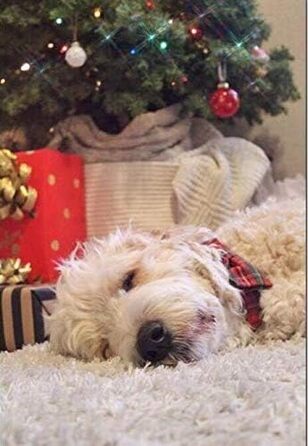 Нашийник для собак Unique Style з бантиком, регульований, для собак та котів, червоний, XXS-XL