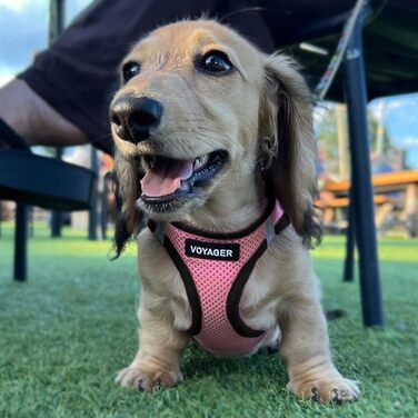 Шлейка для собак Voyager Step-In Air Best Pet Supplies, всепогодна, сіточка, для малих і середніх порід, рожева з чорним кантом, розмір L (грудна клітка 45-52 см)