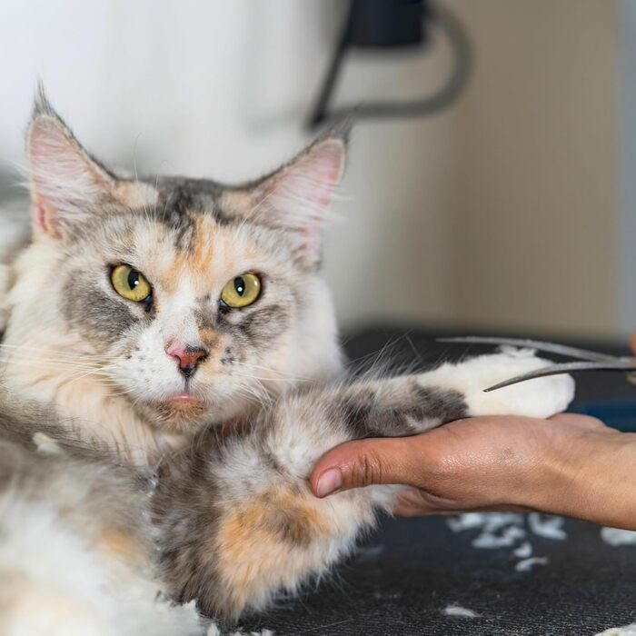 Ножиці для собак NTS-Solingen 18 см: професійні, з нержавіючої сталі, з безпечним наконечником