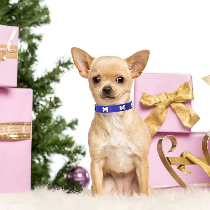 Нашийник для собак з натуральної шкіри, поводок Cobo Set, набір для малих та середніх собак та котів (L, блакитний)