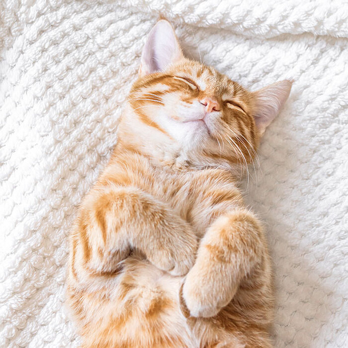 Сухий корм Brit Care Cat Grain-Free для кошенят, 7 кг