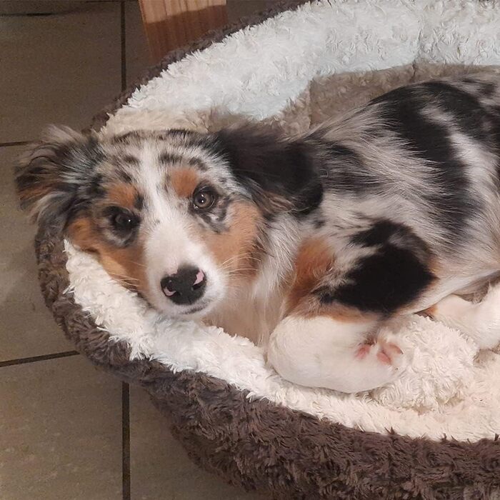 Лягушкове ліжко Nobby Komfortbett Oval Neiku для собак та котів, коричнево-біле, 65x57x22 см