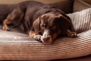4L Textil Hundebett Molly - зручне ліжко для собак середніх порід, м'який велюр, коричневий колір (100x80 см)