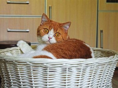 Кігтеточка-будиночок для котів, 50 см, з подушкою, з плетеної лози, двоярусна, для дому