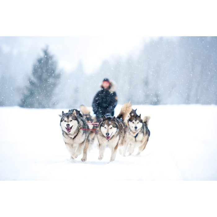 Шлея Northern Howl X-Back для бікджорингу, скіджорингу, доскутінгу та їзди на упряжці, синьо-неонова для собак