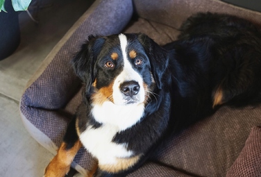 Затишне текстильне лежак для собак TEO, 100x80 см, розмір 4L