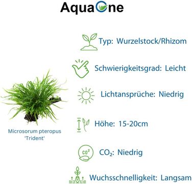 Набір акваріумних рослин AquaOne: 3 шт. на корчі, Microsorum pteropus Jafarn Narrow Trident, середні водні рослини для акваріума