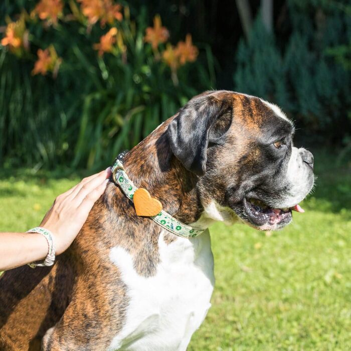 Нашийник для собак Pettsie з серцем та браслетом дружби, регульовані розміри S та M, зручний дизайнерський льон, міцний та довговічний, чудовий подарунок для любителів собак, (35,6 - 50,8 см (M), Зелений)