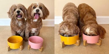 Керамічна миска Pet Wiz для собак та котів з бамбуковим підставкою, піднята миска для зручного годування, 850 мл, 5 кольорів (Морська хвиля)