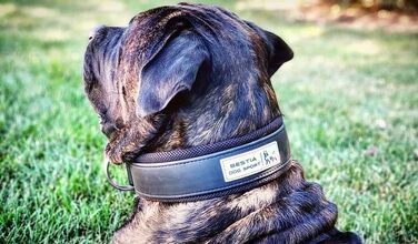 Нашийник для собак Bestia Dog Sport – міцний спортивний аксесуар для тренувань і прогулянок