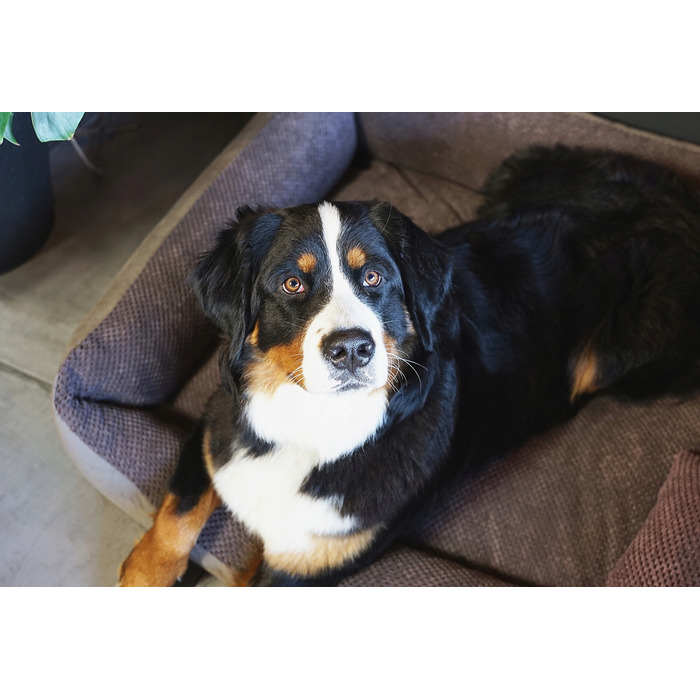 Затишне текстильне лежак для собак TEO, 100x80 см, розмір 4L