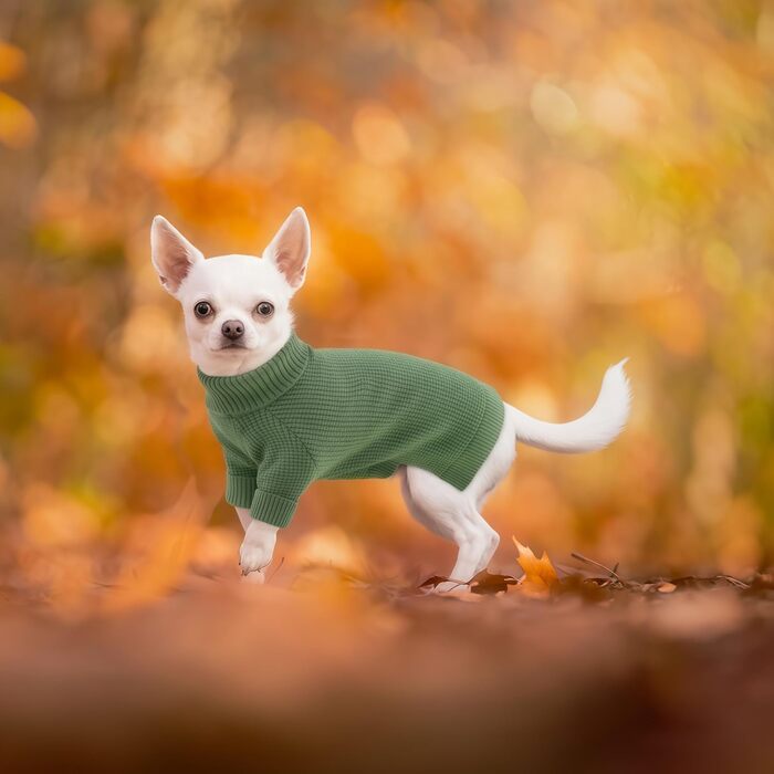 Зелений теплий зимовий пуловер для собак Konvinit, для чихуахуа, такси, бульдога, малих та середніх порід