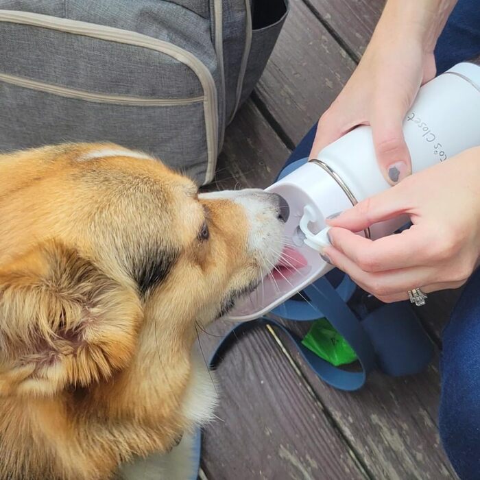 Водяна пляшка для тварин Tito's Closet Pawsome Durstlöscher, 400 мл, нержавіюча сталь, з відділенням для ласощів