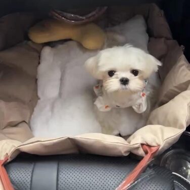 Автомобільний лежак для собак у вигляді накидки на сидіння, 55x42x42 см, темно-хакі