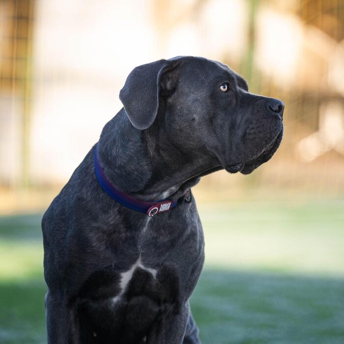 Нашийник для собак Ax Olly з ідентифікатором Gotcha! Sart ID, м'який та світловідбиваючий, з логотипом FC Barcelona (L)