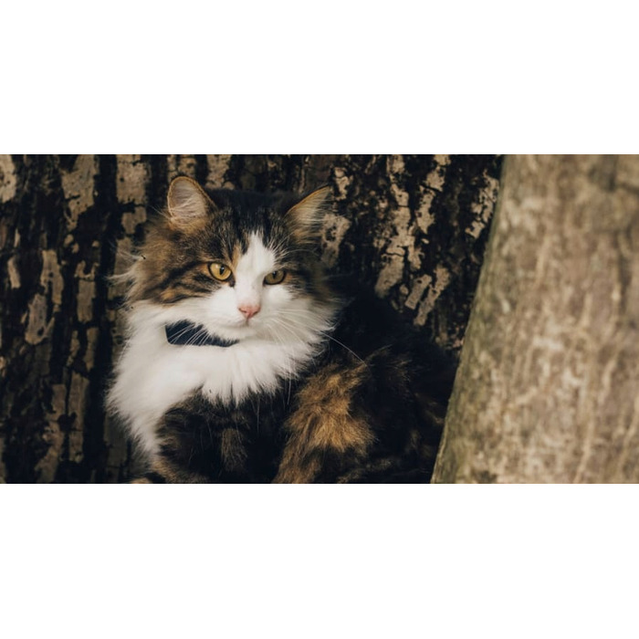 GPS-трекер Tractive CAT Mini для котів, темно-синій